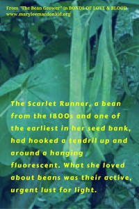 scarlet runner